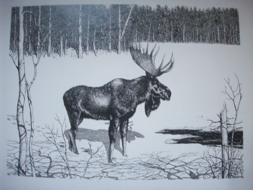 Moose Pen&Ink Print